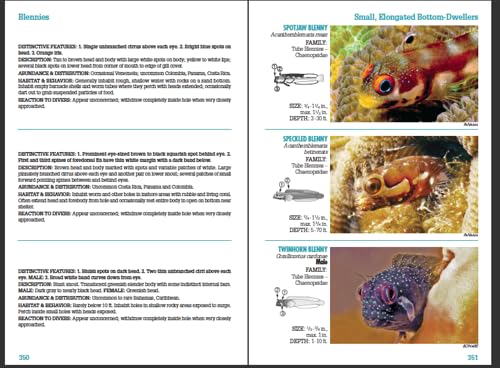 Reef Fish Identification - Florida Caribbean Bahamas - 4th Edition